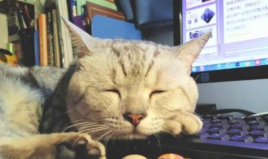 猫咪抠坏键盘，小主人赶到案发现场已无力拯救，小猫咪委屈到哭