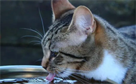 小猫很喜欢喝水正常吗