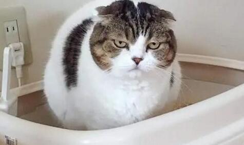 为啥猫用开塞露会上瘾