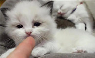 布偶猫总是软便怎么办