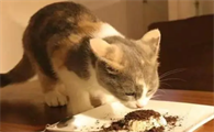 猫能吃人的食物吗为什么