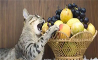 猫能吃水果吗