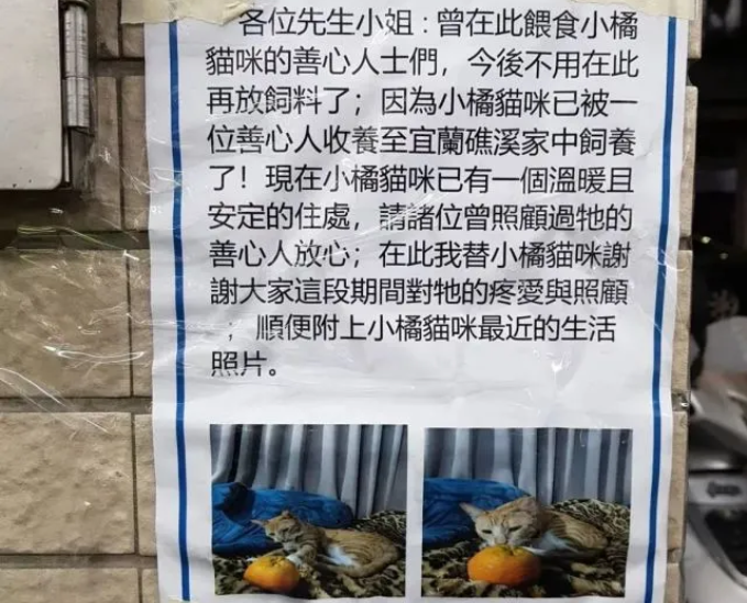 经常投喂的橘猫突然失踪,原来被收养了~ 经常投喂的橘猫突然失踪,原来被收养了~