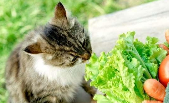 猫最爱吃的10种蔬菜