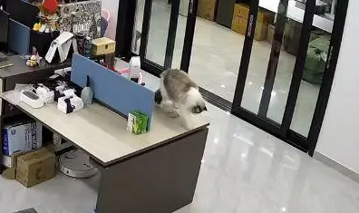 布偶猫手欠摔坏12万翡翠镯子,被主人送走 布偶猫手欠摔坏12万翡翠镯子,被主人送走
