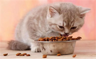 猫可以吃什么零食的猫粮