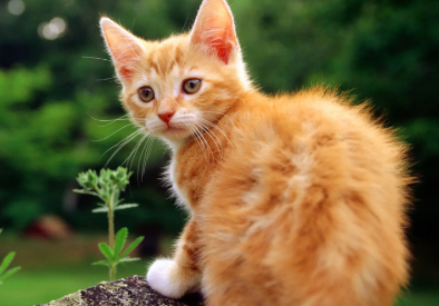 猫咪一般在每年几月份生小猫 猫咪一般在每年几月份生小猫