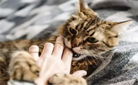 小猫咪咬人怎么办