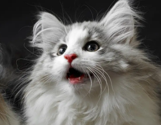 今日科普:带猫出门怎么减少应激 今日科普:带猫出门怎么减少应激