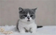 猫咪几天睁眼