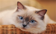 两岁的公猫一般多重算正常