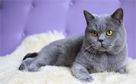 英短猫的品种