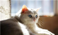 香茅对猫咪有毒吗它能吃吗
