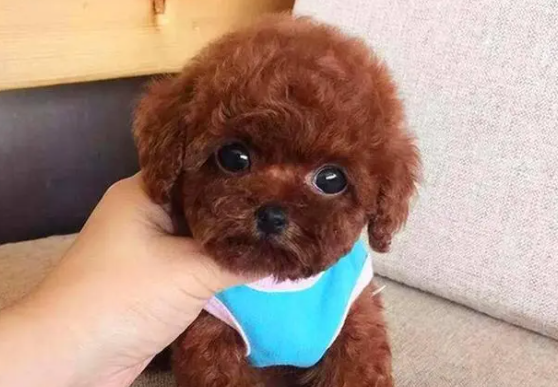 怎样训练泰迪呢