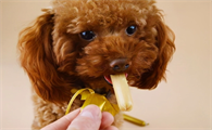 狗狗可以吃些什么零食