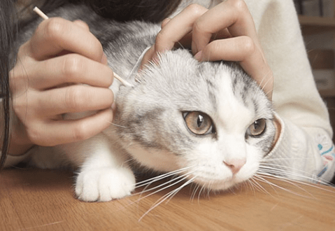 猫咪怎么会得耳螨病