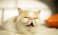 小猫有泪痕怎么回事啊