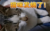猫咪身上热是不是发烧了
