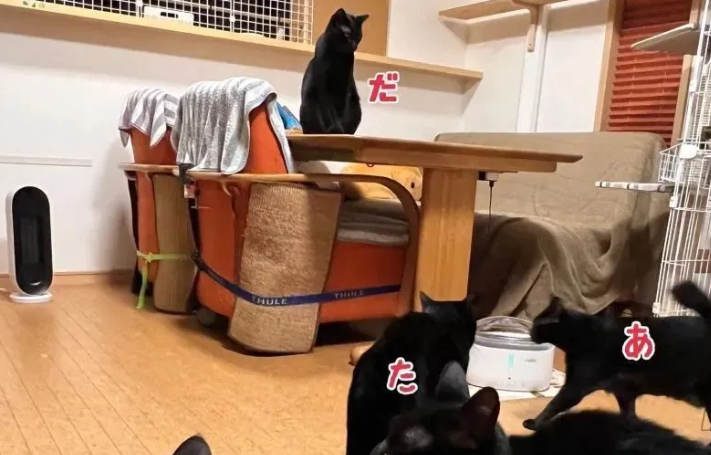 网友数猫数到失神:这到底有几只? 网友数猫数到失神:这到底有几只?