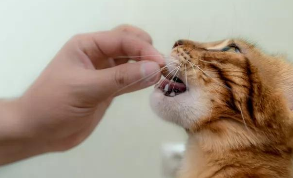 教你认识常见的几款猫咪零食!各有优劣 教你认识常见的几款猫咪零食!各有优劣