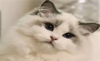 猫无缘无故的叫是什么原因