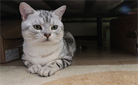 猫一吃东西就吐怎么办啊