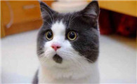 猫大半夜一直叫是为什么