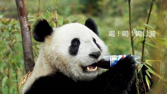 熊猫在动物园内“撸串”，游客担心它被竹签扎，奶爸的回答亮了