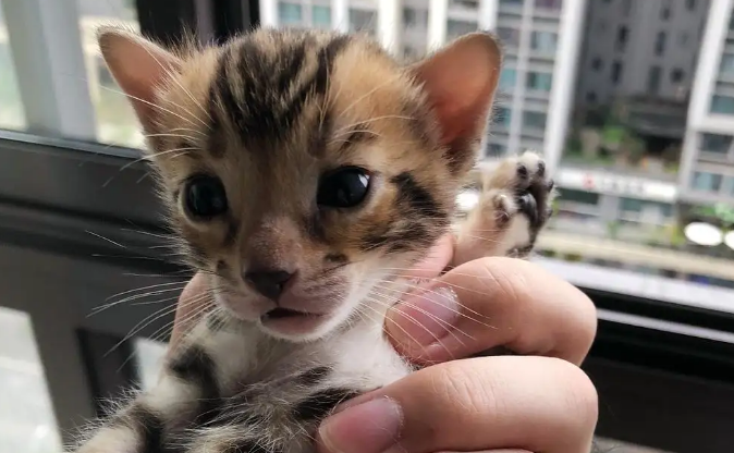 豹猫吃什么猫粮