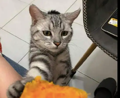 猫吃红薯会怎么样呢 猫吃红薯会怎么样呢
