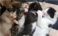 一窝猫交配的注意点,铲屎官们来看看~