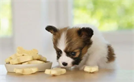 狗狗爱吃什么零食