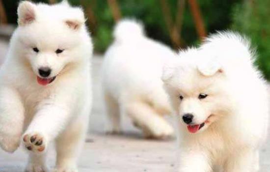 为什么萨摩耶成了禁养犬,怎么导致的? 为什么萨摩耶成了禁养犬,怎么导致的?