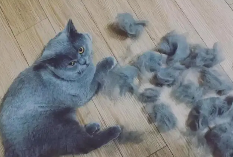 猫冬天掉毛严重什么原因引起的