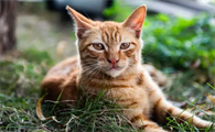 给猫洗澡多久一次比较好