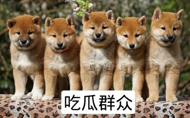 一路直率:宠率2.0升级后都有哪些改变呢? 一路直率:宠率2.0升级后都有哪些改变呢?