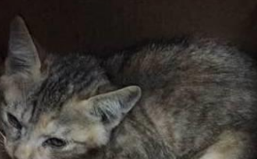 小猫咪被前主人闷死未遂,网友怜惜将其捡回,过后直言将其闷死 小猫咪被前主人闷死未遂,网友怜惜将其捡回,过后直言将其闷死