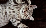 母猫生完小猫后拉稀