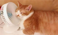 猫咪夏天怕热吗