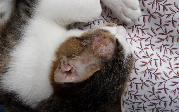 猫咪如果身上有螨虫症状是什么