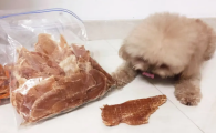 小狗可以吃零食吗