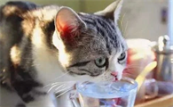 猫咪导尿之后还尿血正常吗?