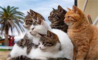 猫一直弓着背是怎么回事
