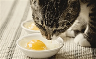 猫咪吃生鸡蛋的好处是什么