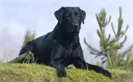 五黑犬小狗多少钱一只