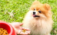 博美吃什么牌子狗粮好