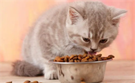 猫粮是无谷的好还是有谷的好