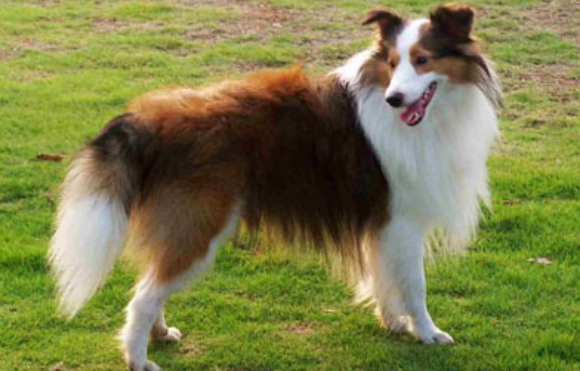 喜乐蒂和苏格兰牧羊犬如此相像？它俩有区别吗？
