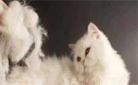 猫咪怎样不掉毛