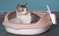 猫在猫砂盆里趴着是怎么回事